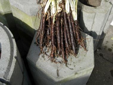 Billede af plante